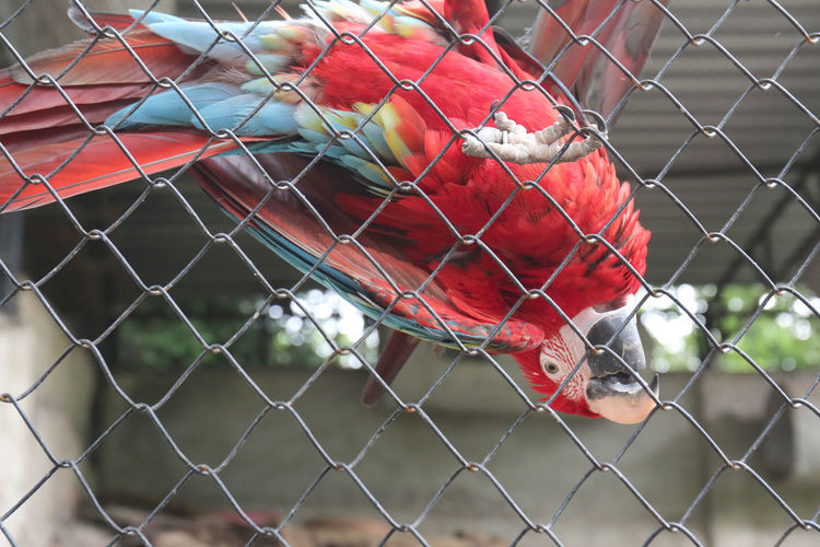 Close-up of bird in cage seen through chainlink fence