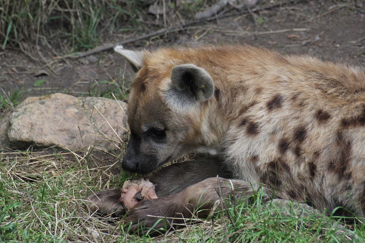 High angle view of hyena with prey on field