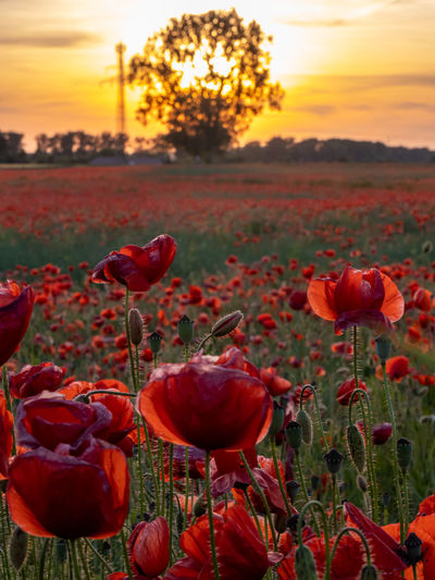 Close-up of red poppy flowers growing on field during sunset