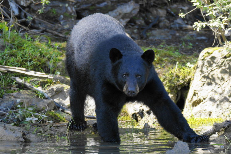 Black bear standing on rock by water