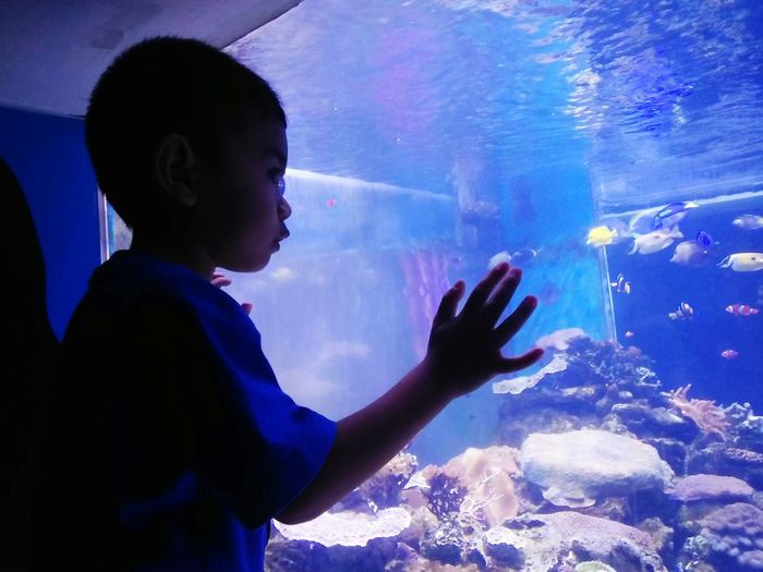 Boy swimming in fish tank at aquarium