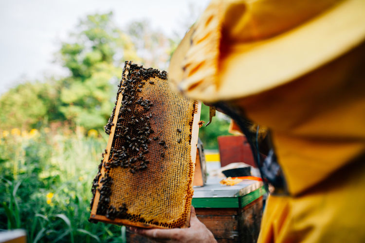 Close-up of beekeeper holding beehive tray 