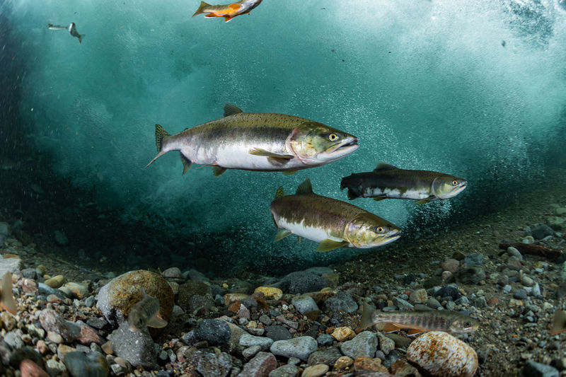 School of pink salmon run 
