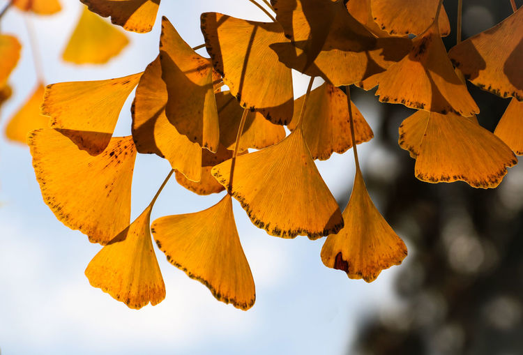 Close-up of autumn leaves against sky