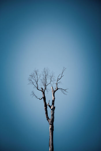 Low angle view of bare tree against clear blue sky