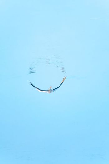 Man swimming in sea against clear blue sky