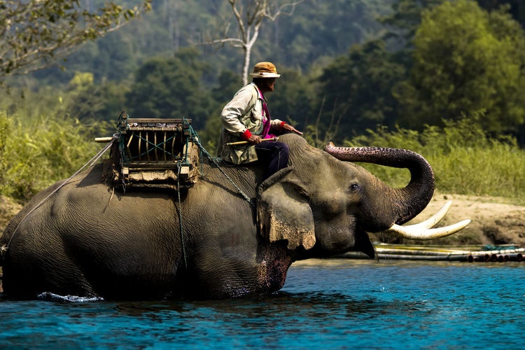 A mahout and his elephants walk down the river for tourist service in kanchanaburi, thailand