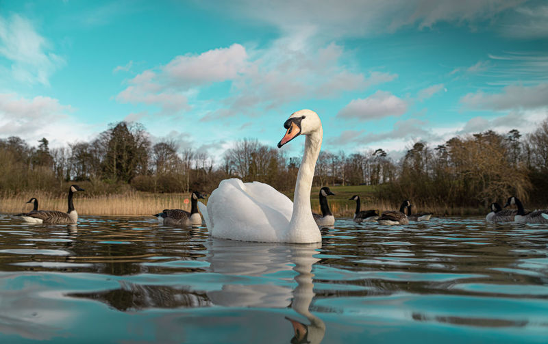 Mute swan swans pair low-level water side view macro animal background portrait