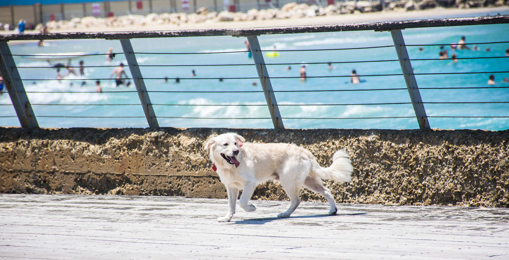 Full length of dog walking by railing against sea
