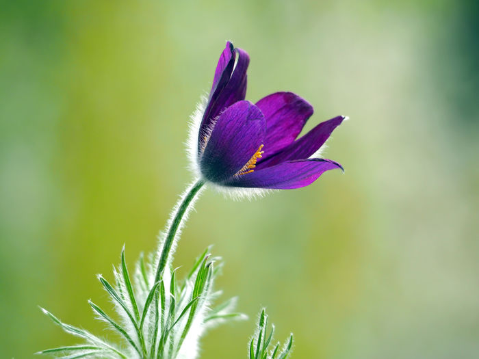 Close-up of purple pulsatilla vulgaris blooming outdoors