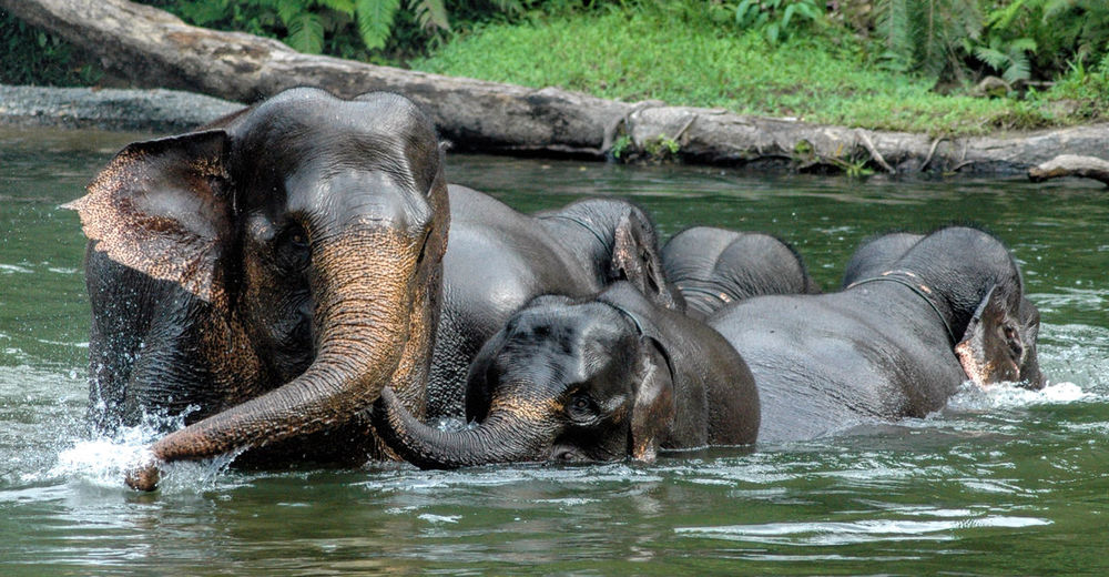 Elephant swimming in river