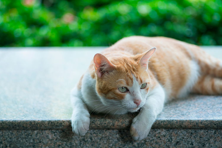 Close-up of ginger cat lying on retaining wall
