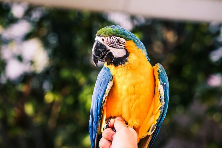 Close-up of hand holding a bird