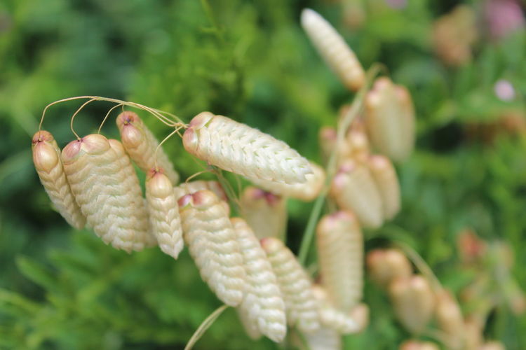 Close-up of insect on plant
