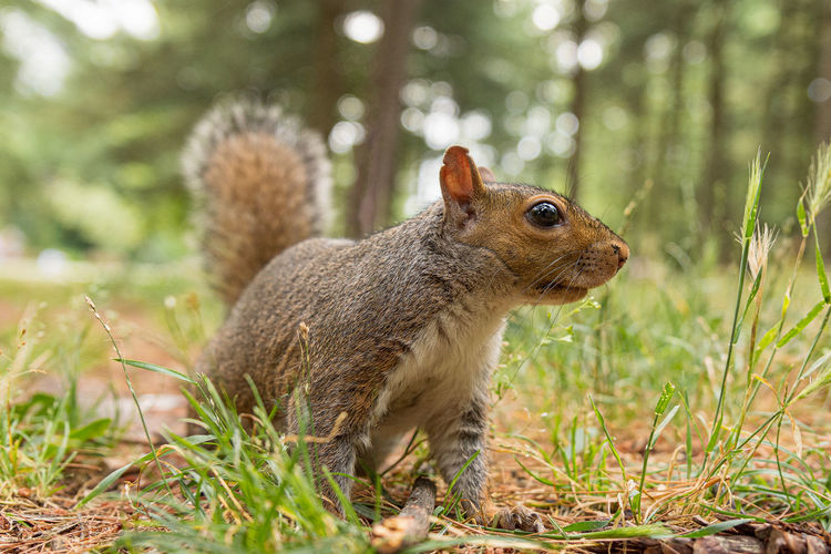 Portrait of gray squirrel in the forest, nature photography of wild animal