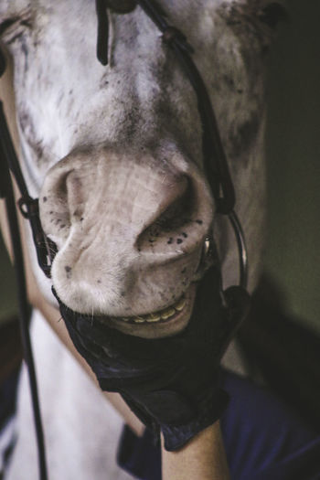 Cropped hand holding white horse mouth in stable