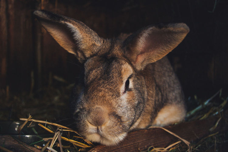 Close-up of a resting rabbit