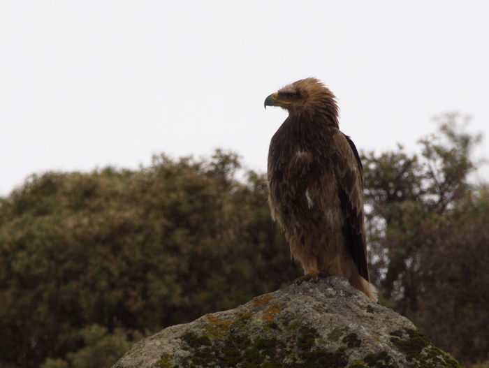 Closeup side on profile portrait of tawny eagle aquila rapax standing on rocks, ethiopia.