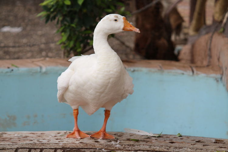 Close-up of duck perching