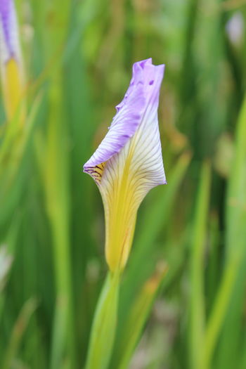 Close-up of purple crocus blooming outdoors