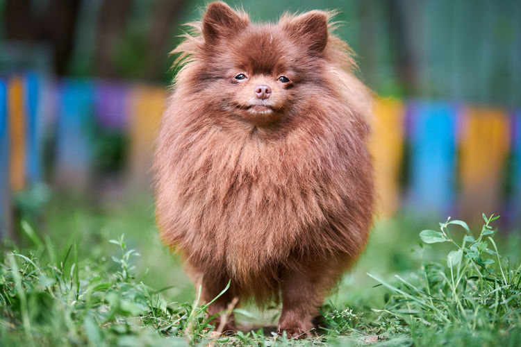 Pomeranian spitz dog in garden. cute brown pomeranian puppy on walk. family funny spitz pom dog