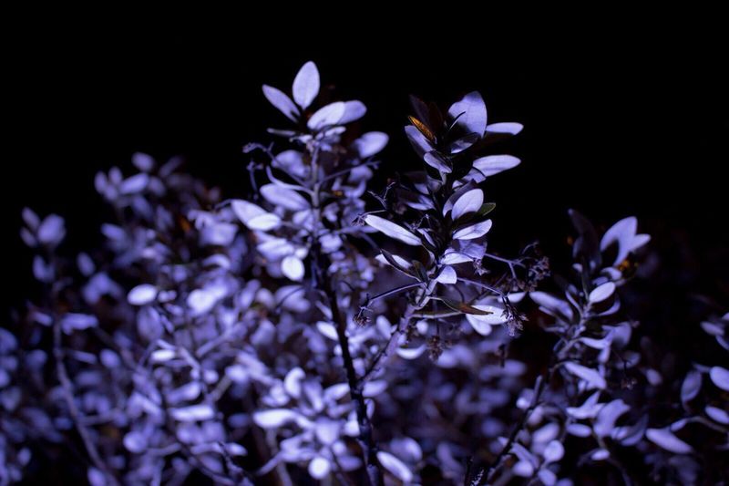Close-up of purple flowers blooming outdoors