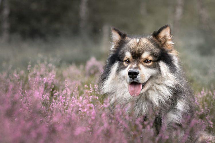 Portrait of a young finnish lapphund dog among heather flowers 