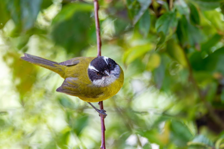 bird