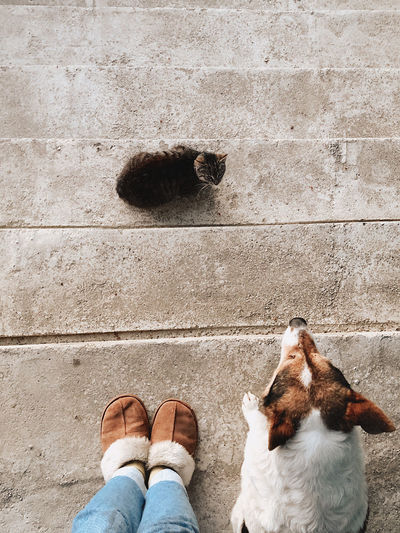 Low section of person with dog and cat standing on stairs