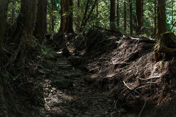 forest