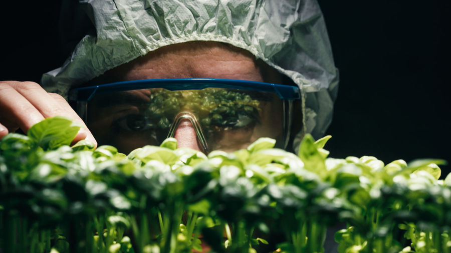 Scientist analyze ogm genetically modified plants