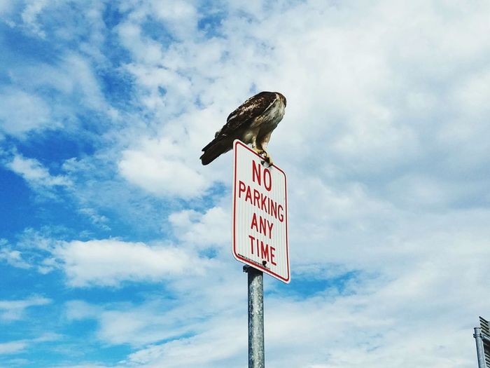 Low angle view of bird perching on no parking sign