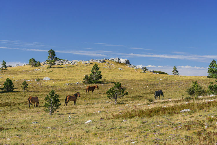 Free running horses in the grasslands of croatia's coast mountains in summer.