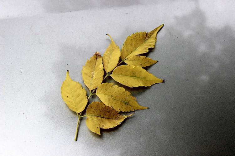 High angle view of yellow maple leaf on table