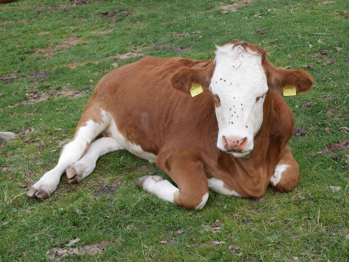 Cow lying on grassy field