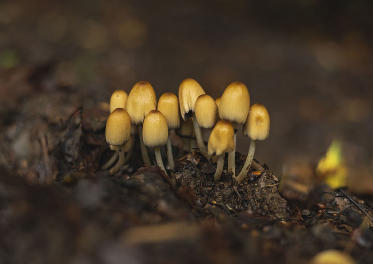 Coprinus micaceus mushrooms growing in the group on forest floor in early autumn