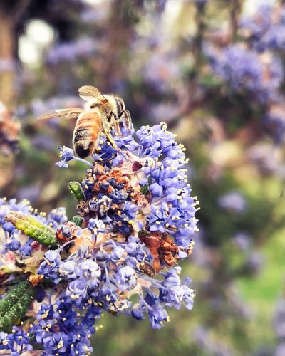Close-up of bee pollinating on lavender