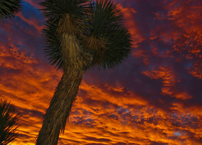 Low angle view of palm tree against orange sky