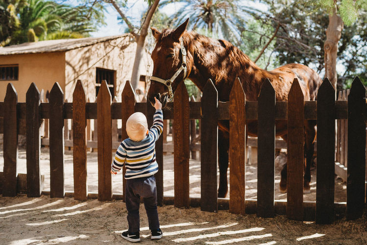 Child touching a horse behind the fence on a sunny day