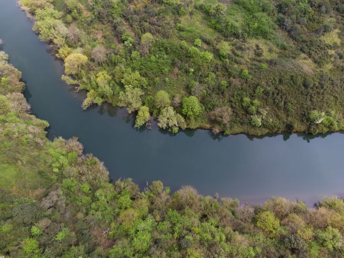 High angle view of trees by lake in forest