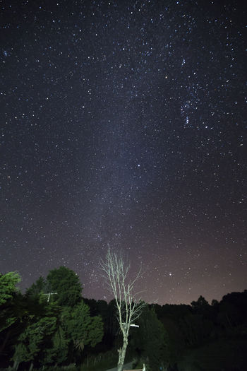 Low angle view of trees against star field at night