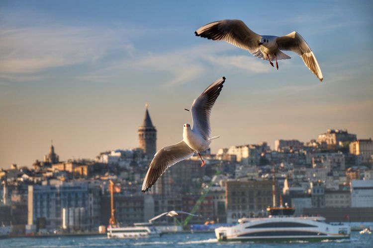 Seagull flying over cityscape against sky