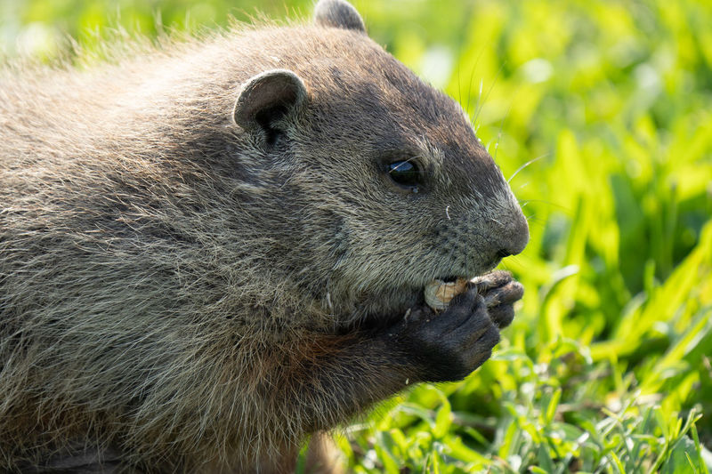 Close-up of a ground hog eating a nut on a sunny day at the park