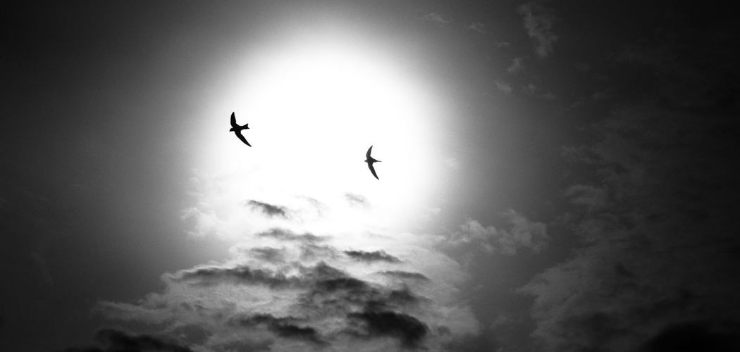 Low angle view of birds flying in sky