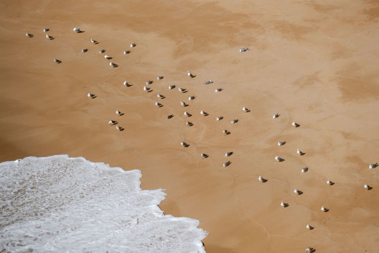 High angle view of large group of seagulls standing on beach