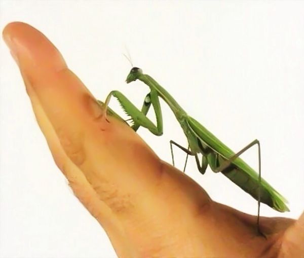 Cropped image of hand holding leaf over white background