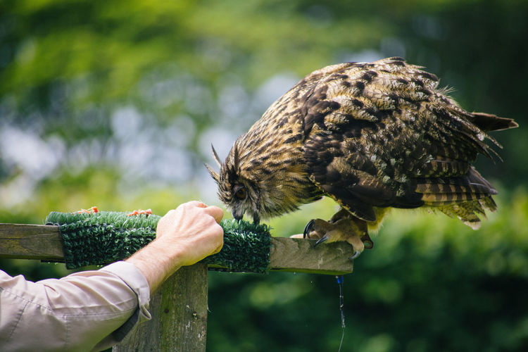 Close-up of hand feeding owl perching on wooden post 