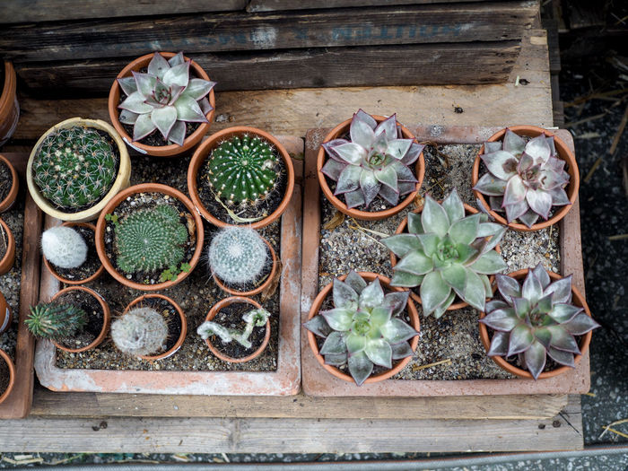 Close-up of potted plant