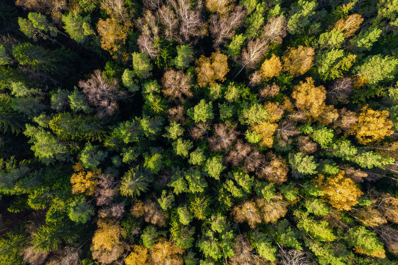 Directly above aerial drone full frame shot of green emerald pine forests and yellow foliage groves