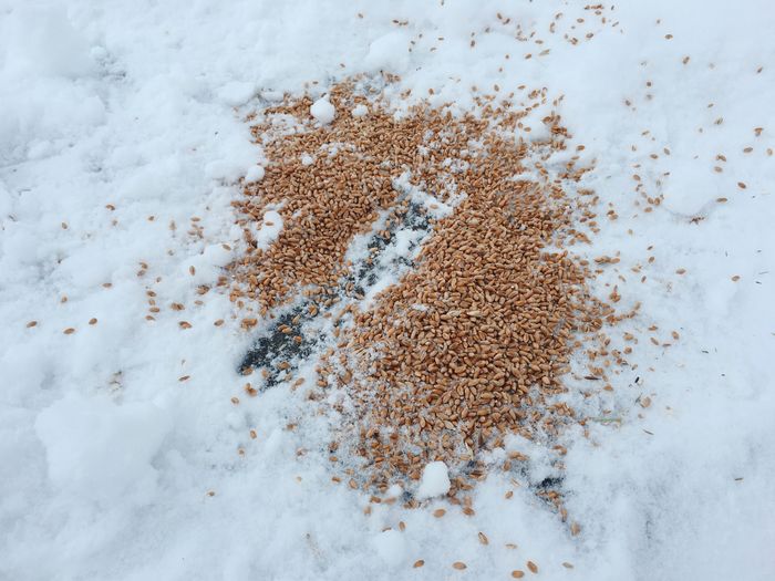 High angle view of wheat on snow